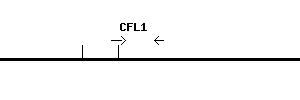Human CFL1 qPCR primer set (NM_005507)