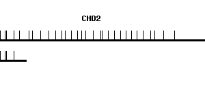 Human CHD2 qPCR primer set (NM_001271)