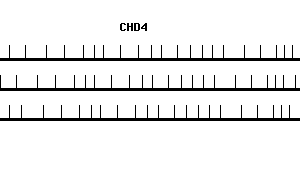 Human CHD4 qPCR primer set (NM_001273)