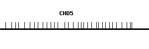 Human CHD5 qPCR primer set (NM_015557)