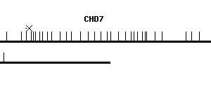 Human CHD7 qPCR primer set (NM_017780)