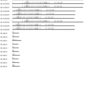 Human CHD9 qPCR primer set (NM_025134)
