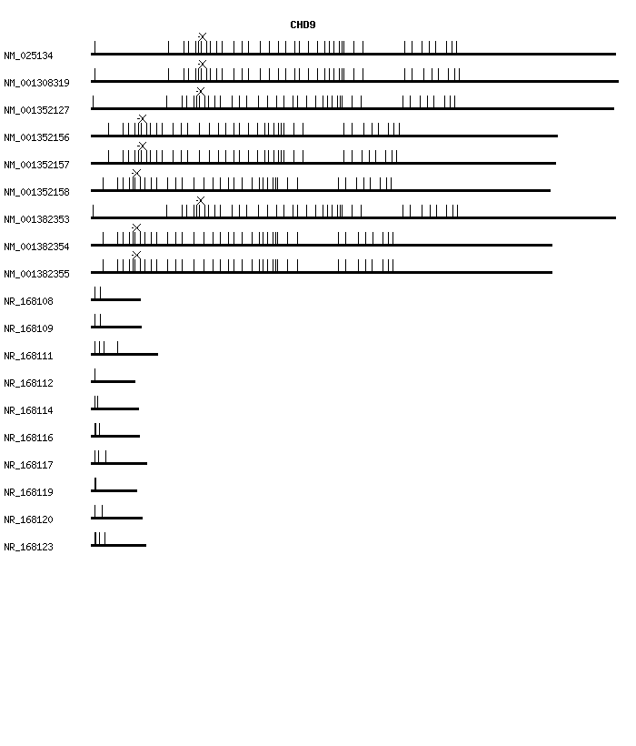 Human CHD9 qPCR primer set (NM_025134)