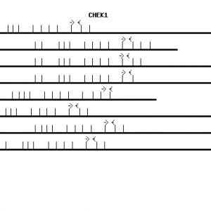 Human CHEK1 qPCR primer set (NM_001274)