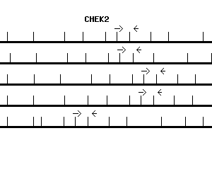 Human CHEK2 qPCR primer set (NM_007194)
