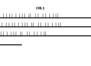 Human CHL1 qPCR primer set (NM_006614)
