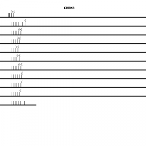 Human CHRM3 qPCR primer set (NM_000740)