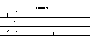 Human CHRNA10 qPCR primer set (NM_020402)