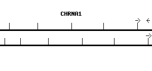Human CHRNA1 qPCR primer set (NM_000079)
