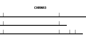 Human CHRNA3 qPCR primer set (NM_000743)