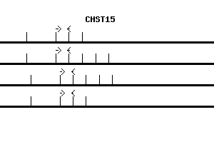 Human CHST15 qPCR primer set (NM_014863)