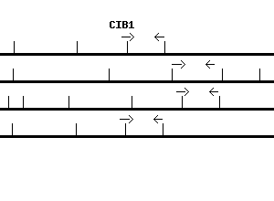 Human CIB1 qPCR primer set (NM_006384)
