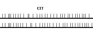 Human CIT qPCR primer set (NM_007174)
