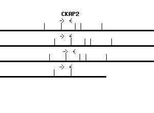 Human CKAP2 qPCR primer set (NM_018204)
