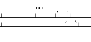 Human CKB qPCR primer set (NM_001823)
