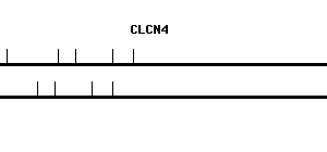Human CLCN4 qPCR primer set (NM_001830)