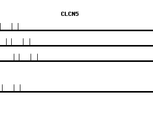 Human CLCN5 qPCR primer set (NM_000084)