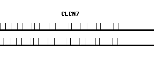 Human CLCN7 qPCR primer set (NM_001287)