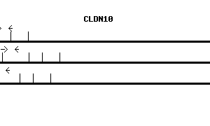 Human CLDN10 qPCR primer set (NM_006984)