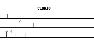 Human CLDN16 qPCR primer set (NM_006580)