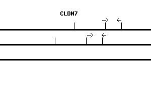 Human CLDN7 qPCR primer set (NM_001307)