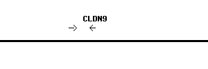 Human CLDN9 qPCR primer set (NM_020982)