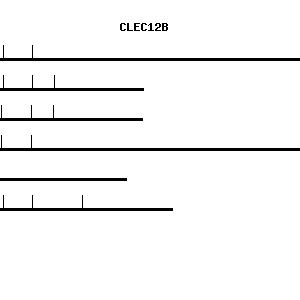 Human CLEC12B qPCR primer set (NM_205852)