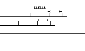 Human CLEC1B qPCR primer set (NM_016509)