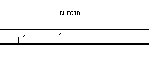 Human CLEC3B qPCR primer set (NM_003278)