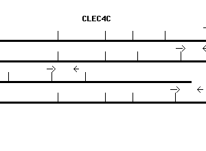 Human CLEC4C qPCR primer set (NM_130441)