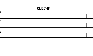 Human CLEC4F qPCR primer set (NM_173535)