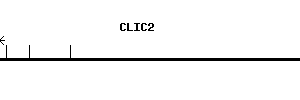 Human CLIC2 qPCR primer set (NM_001289)