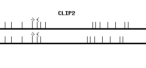 Human CLIP2 qPCR primer set (NM_003388)