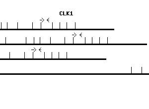 Human CLK1 qPCR primer set (NM_004071)