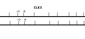 Human CLK3 qPCR primer set (NM_003992)