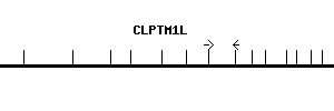 Human CLPTM1L qPCR primer set (NM_030782)