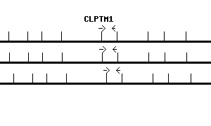 Human CLPTM1 qPCR primer set (NM_001294)