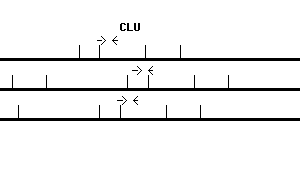 Human CLU qPCR primer set (NM_001831)