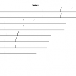 Human CMTM1 qPCR primer set (NM_052999)