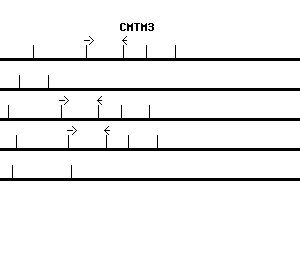 Human CMTM3 qPCR primer set (NM_144601)
