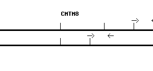 Human CMTM8 qPCR primer set (NM_178868)