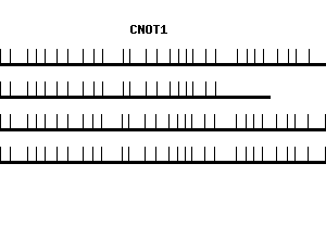 Human CNOT1 qPCR primer set (NM_016284)