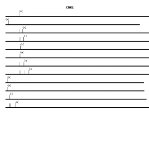Human CNR1 qPCR primer set (NM_016083)