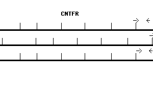 Human CNTFR qPCR primer set (NM_001842)