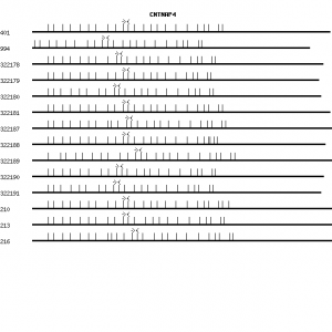 Human CNTNAP4 qPCR primer set (NM_033401)