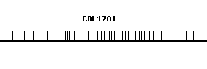 Human COL17A1 qPCR primer set (NM_000494)
