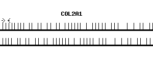 Human COL2A1 qPCR primer set (NM_001844)