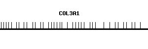 Human COL3A1 qPCR primer set (NM_000090)