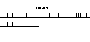Human COL4A1 qPCR primer set (NM_001845)