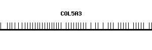 Human COL5A3 qPCR primer set (NM_015719)